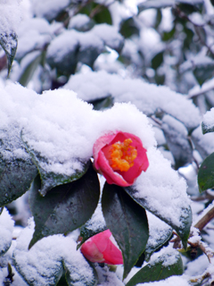 住職のお話｜高源寺